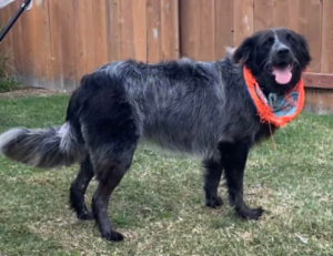 Black and Grey Dog Smiling in a Grassy Yard