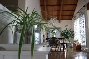 spider-plants